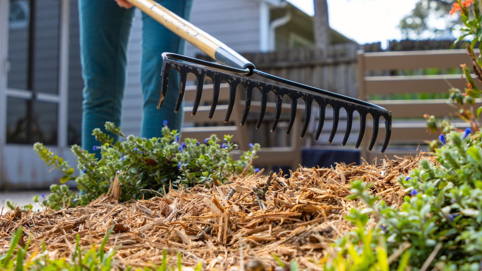 A woman with a rake smooths out mulch made from wooden pieces on a flower bed in a spring garden.