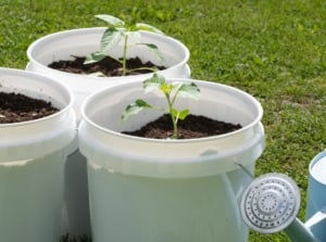 Capsicum annuum seedlings with few green leaves planted in soil-filled white containers outdoors