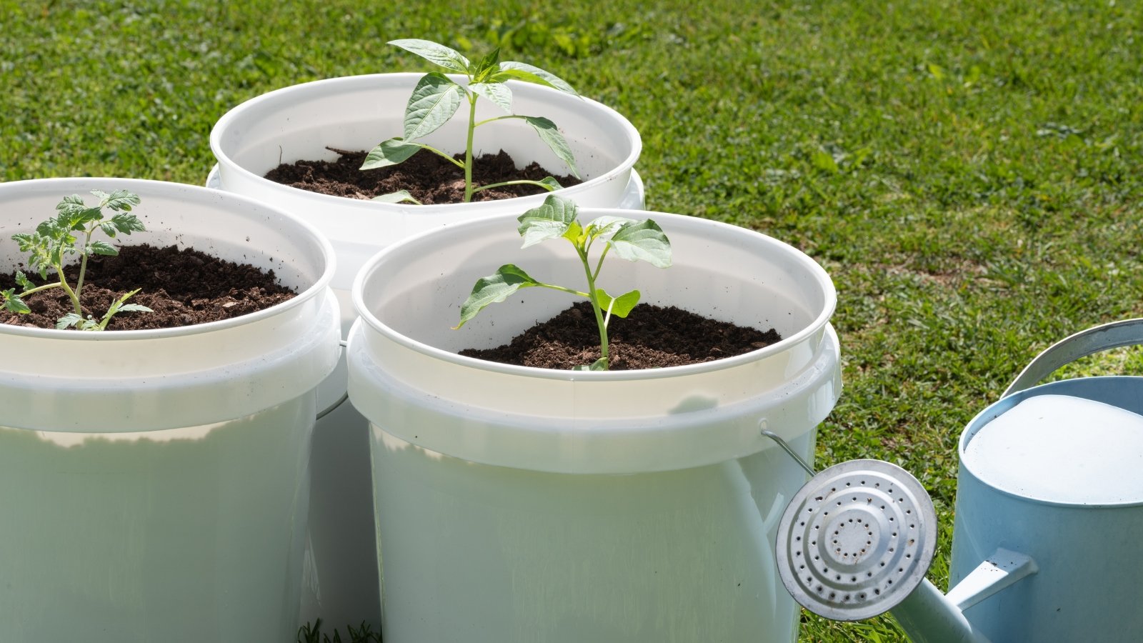 Capsicum annuum seedlings with few green leaves planted in soil-filled white containers outdoors