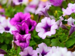 Annual flowers to plant this Mother's Day. A profusion of trumpet-shaped flowers in white, violet, and deep purple hues are interspersed with vibrant green leaves.