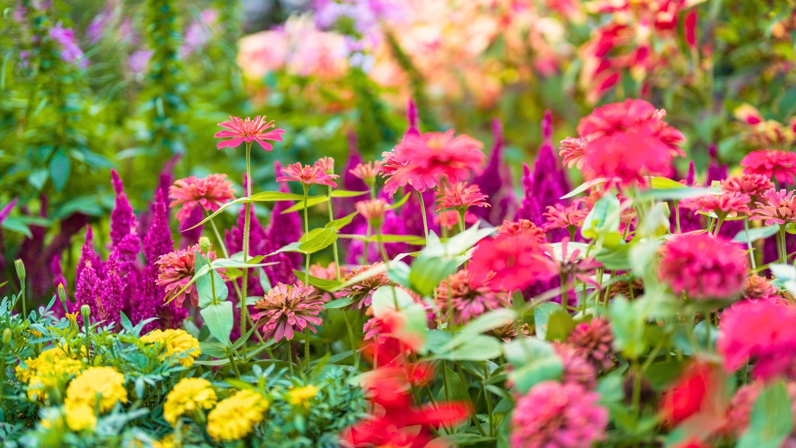 Bright, vibrant annual flowers in spring colors, including blooming zinnias, marigolds, and celosia, create a cheerful display with their varied petals and textures.