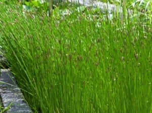 Tall, cylindrical green stems grow in a tight, vertical arrangement, with delicate, wispy flower clusters appearing along the sides, blending seamlessly into the garden landscape as a bamboo screen alternative.