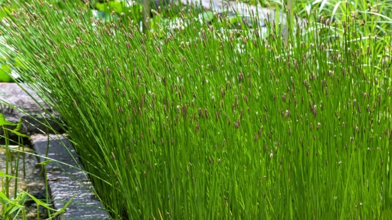 Photo inspiration: Fresh Look at 9 Bamboo Alternatives For Your Home Garden Screens