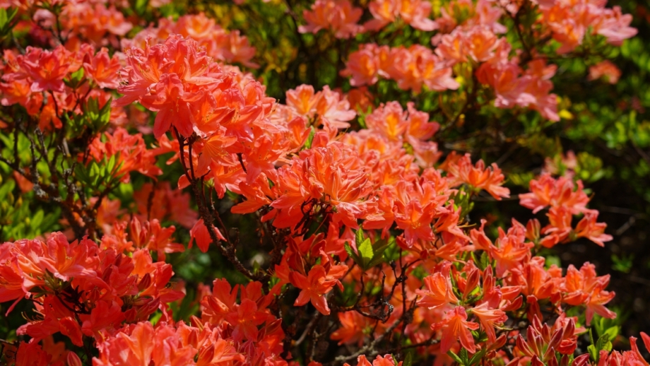 When do Azaleas Bloom? What to Expect in Your Zone
