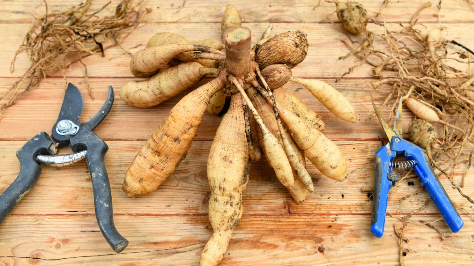 How To Divide Dahlia Tubers In 9 Easy Steps