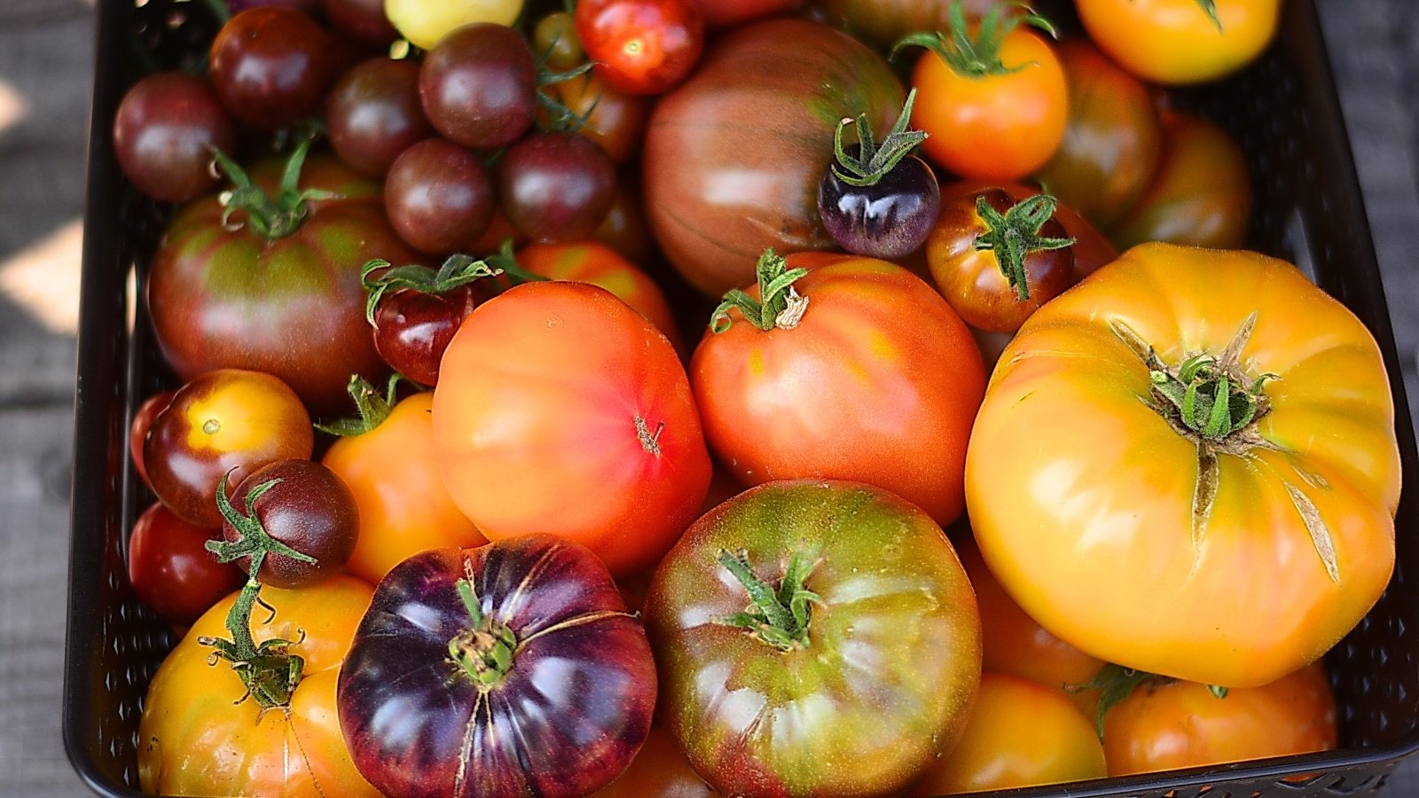Growing Florida Everglades Tomatoes in South Florida, image size:1600x900