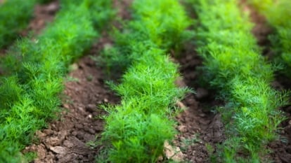 Close-up of bunches of dill growing from seeds in a garden bed.