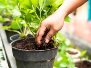 Close up of a gardener's hand adding compost to a potted strawberry plant, choosing between compost vs. fertilizer
