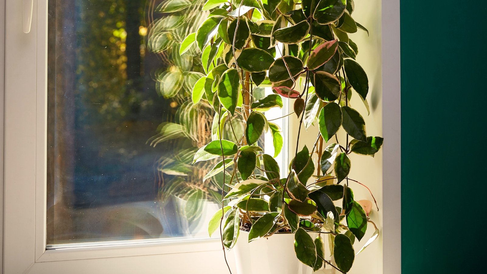 A close-up shot of a developing, trailing houseplant, placed on a pot beside a large window, basking in bright sunlight indoors