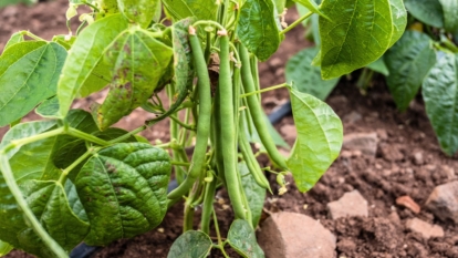 Smooth, bright green pods grow abundantly on compact, bushy plants with narrow, elongated leaves that frame the rich, thriving stems.