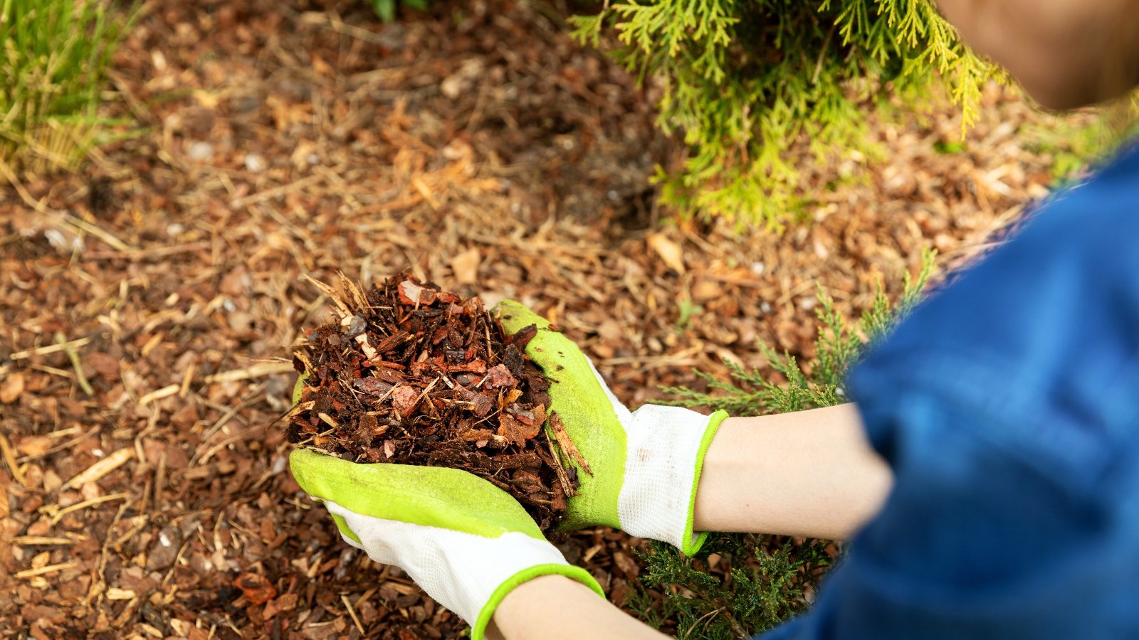 A woman wearing green gloves adds pine tree bark mulch to a bed of evergreens.