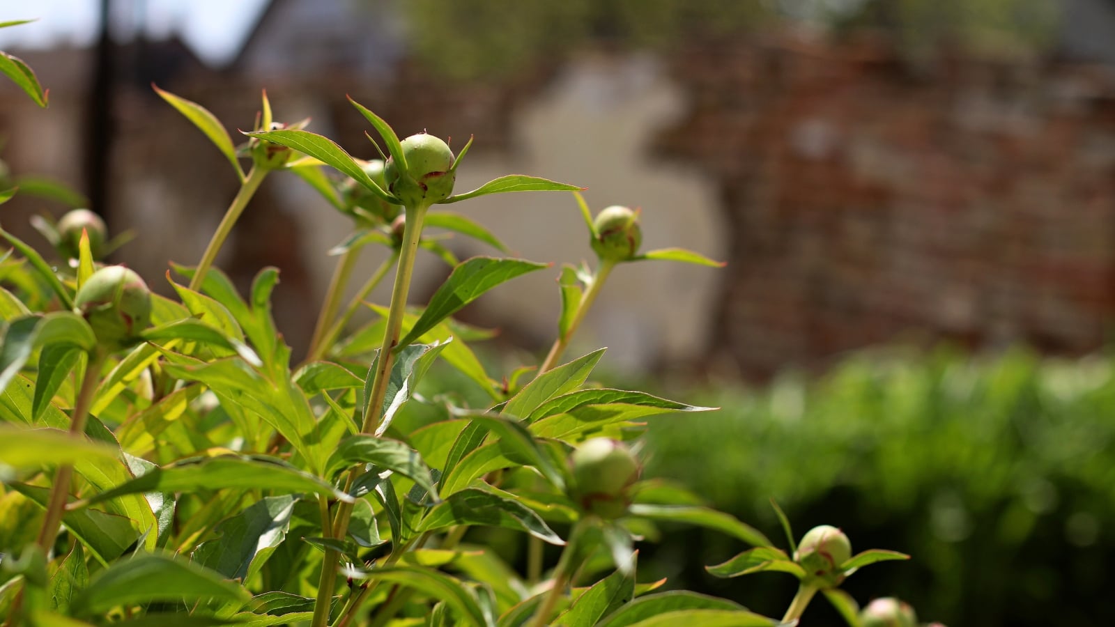 Close-up of a flower bush with young rounded green buds rising above tall stems with lush dark green foliage.