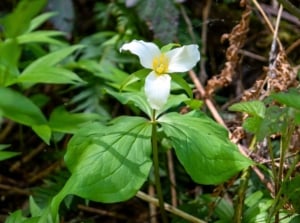 Close-up of a woodland, pollinator shade plant with three broad, veined green leaves and a single white three-petaled flower atop a slender stem.