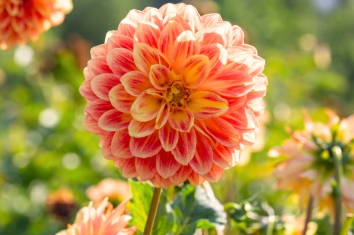 Close-up of a large, stunning dahlia flower, with several layers of bright apricot-pink petals surrounding a small central disc on a tall stem in a sunny garden, prize-winning dahlias tips.