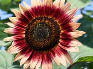 Close-up of procut sunflower variety in bloom with large raspberry-purple petals and pale pink tips surrounding a large rounded black-brown disc in a sunny garden.