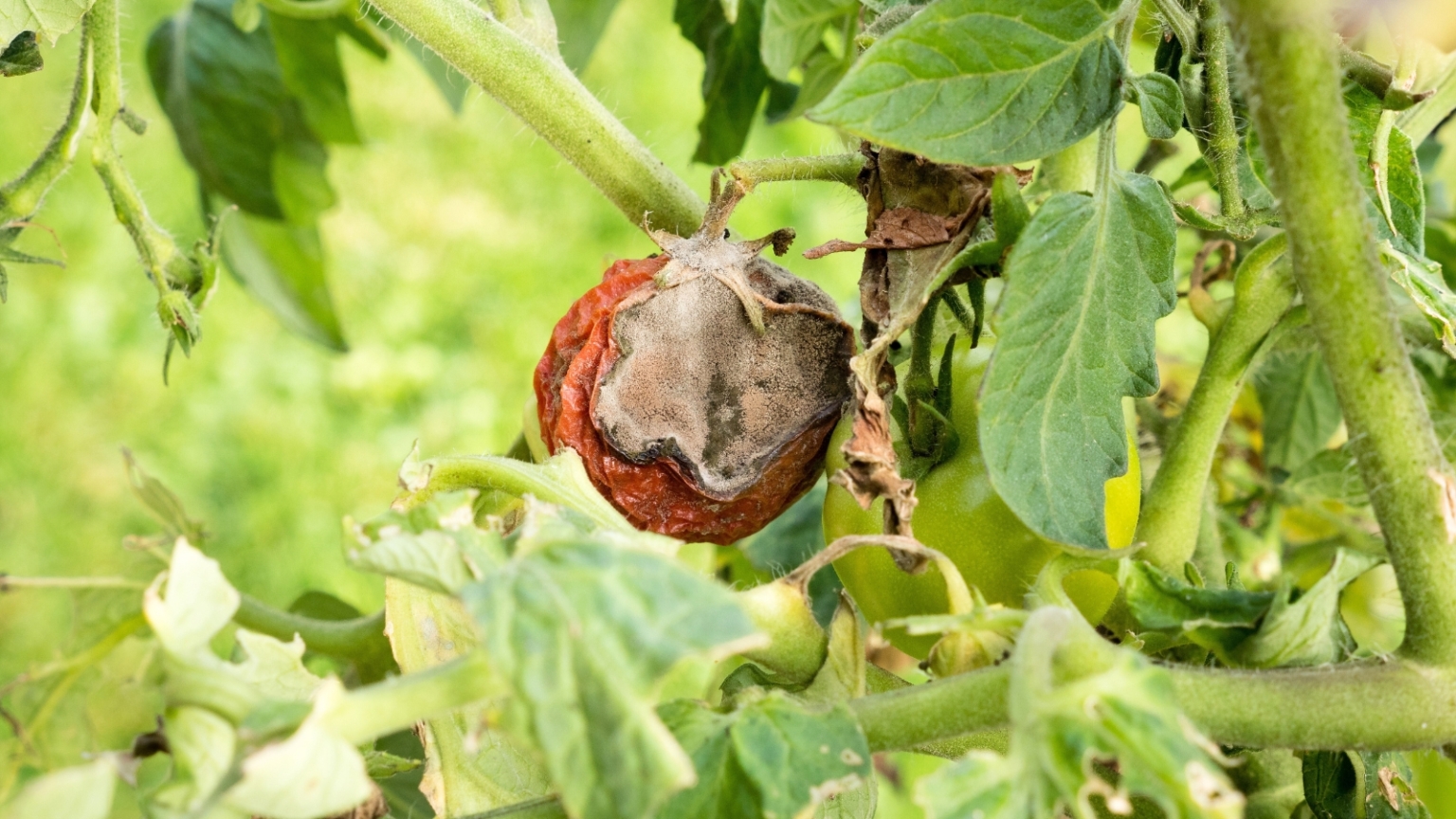 Spring Infections 5 Plant Diseases to Look For in the Early Spring Garden - Epic Gardening