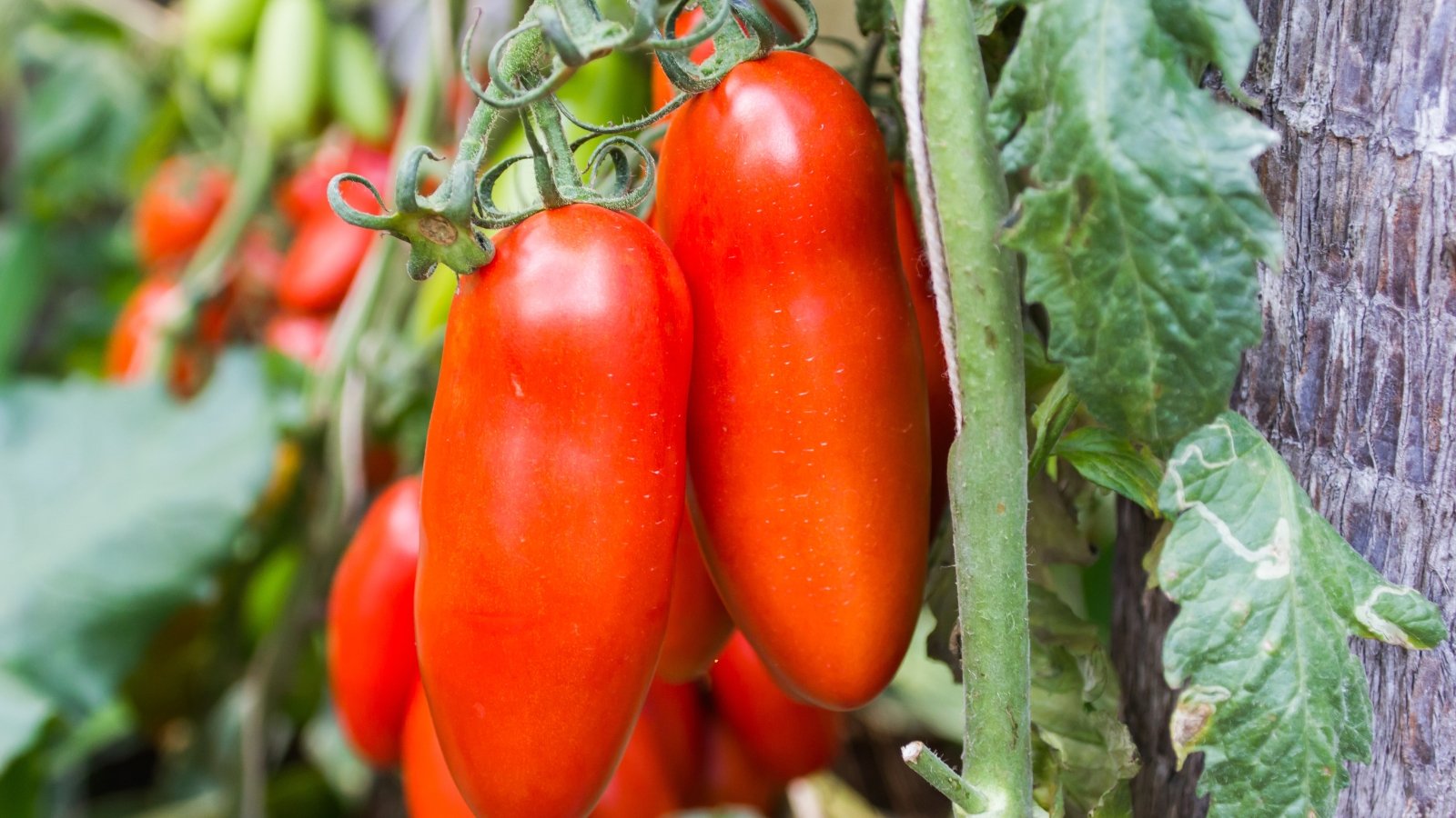 Close-up of a dense cluster of shiny, elongated red tomatoes with pointed ends and faint ribbing, nestled among lush, dark green, serrated foliage.