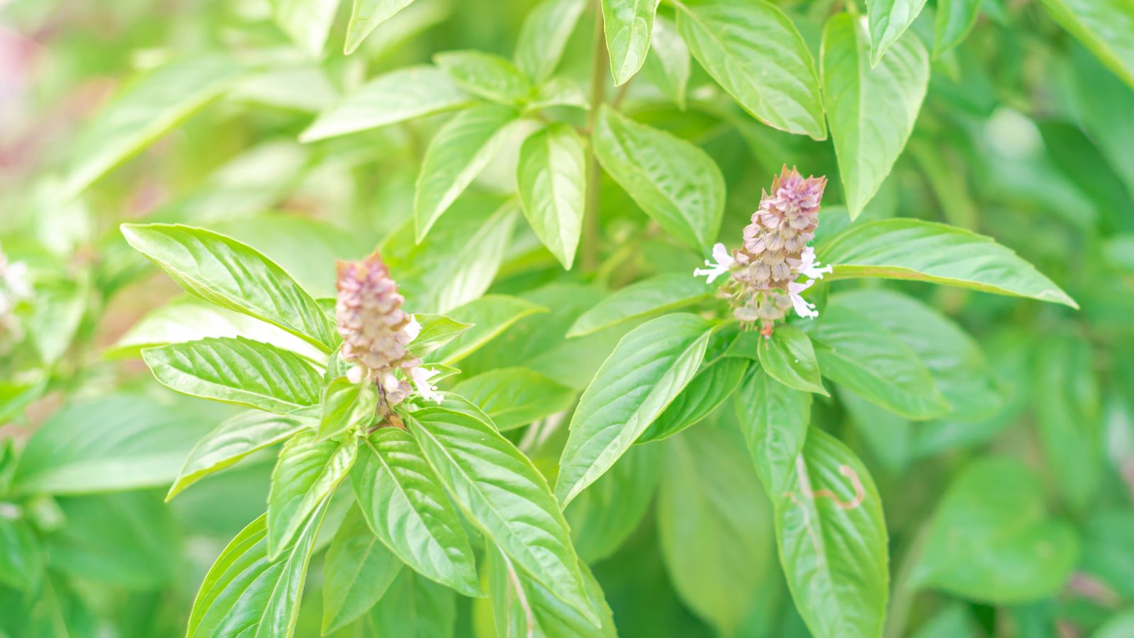 How to Prevent Your Basil From Bolting: 7 Pro Tips
