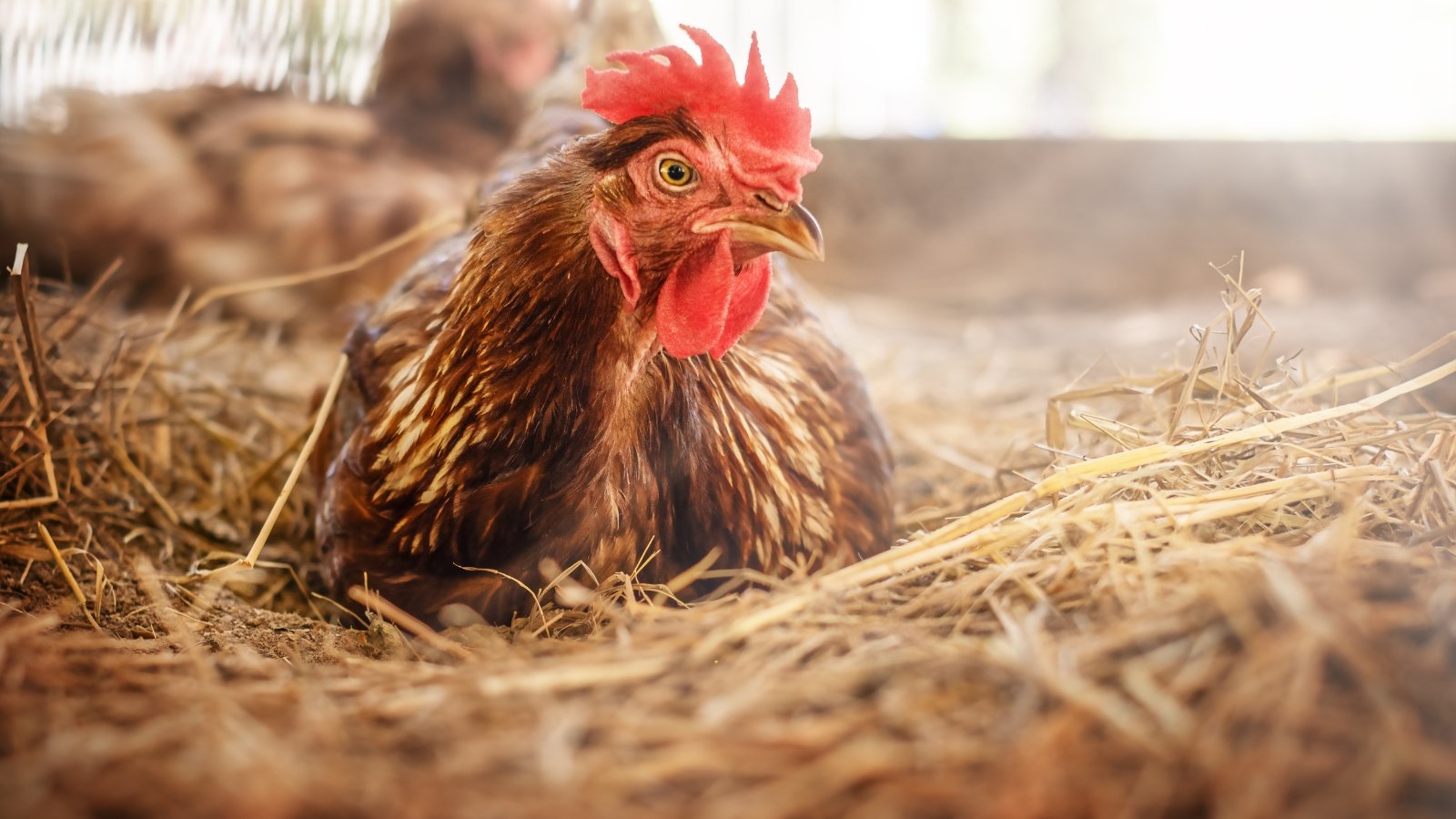 A close up and focused shot of a brown hen sitting on a thick layer of straw in a coop, all situated in a well lit area