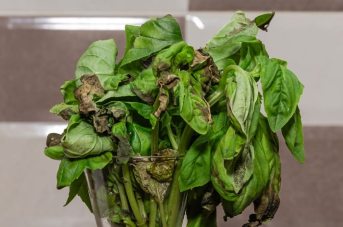 A close-up shot of a bunch of herbs in a glass container that is showcasing why basil is dying