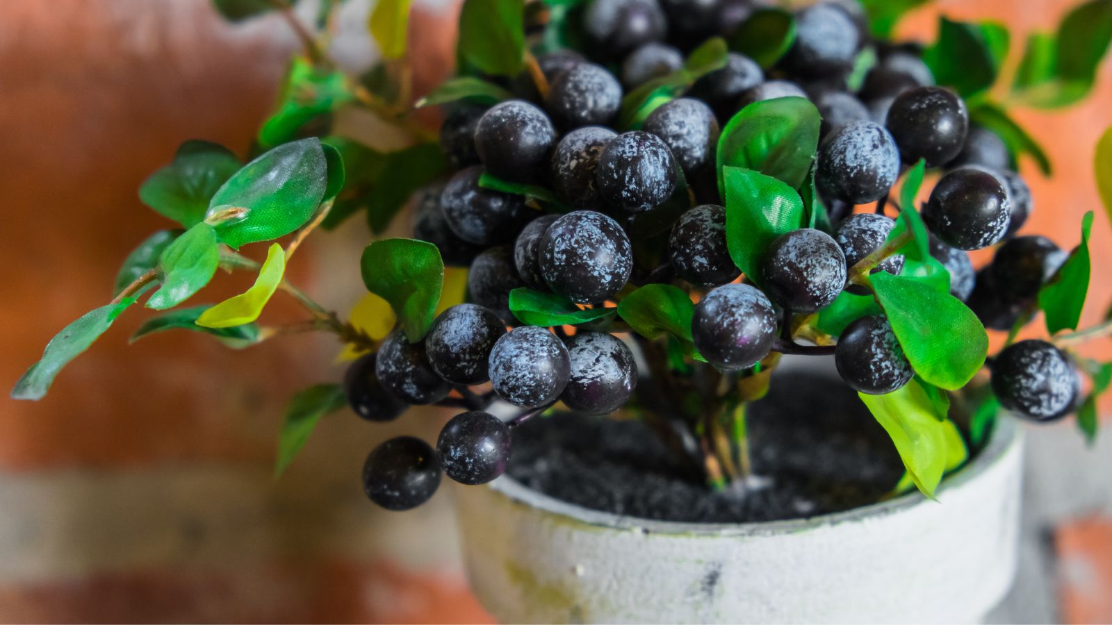 A close-up shot of a developing blueberry shrub on a small pot in a well lit area indoors