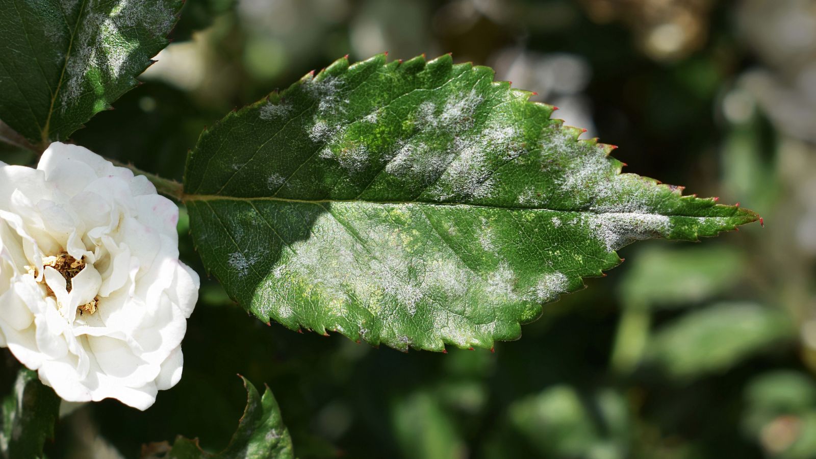 A close-up shot of a leaf, alongside a white ruffled flower, showcasing white spots on rose leaves
