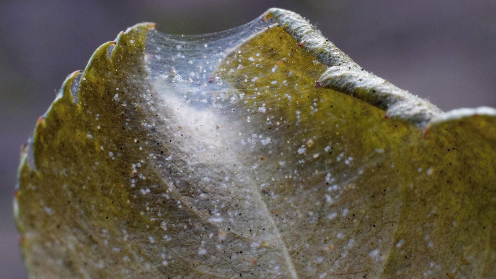 A close-up shot of a leaf with fine thin webbing caused by a a colony of tiny insect pests