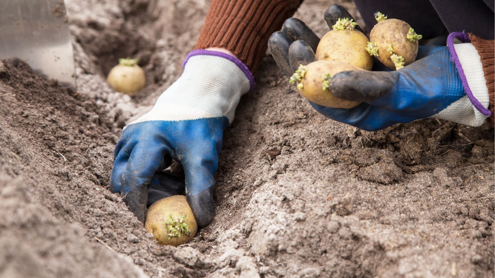 A close-up shot of a person's hands wearing gloves, in the process of sowing sprouted root crops in rich soil outdoors
