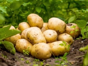 A close-up shot of a pile of freshly harvested root crops alongside its green foliage, showcasing potato growing methods