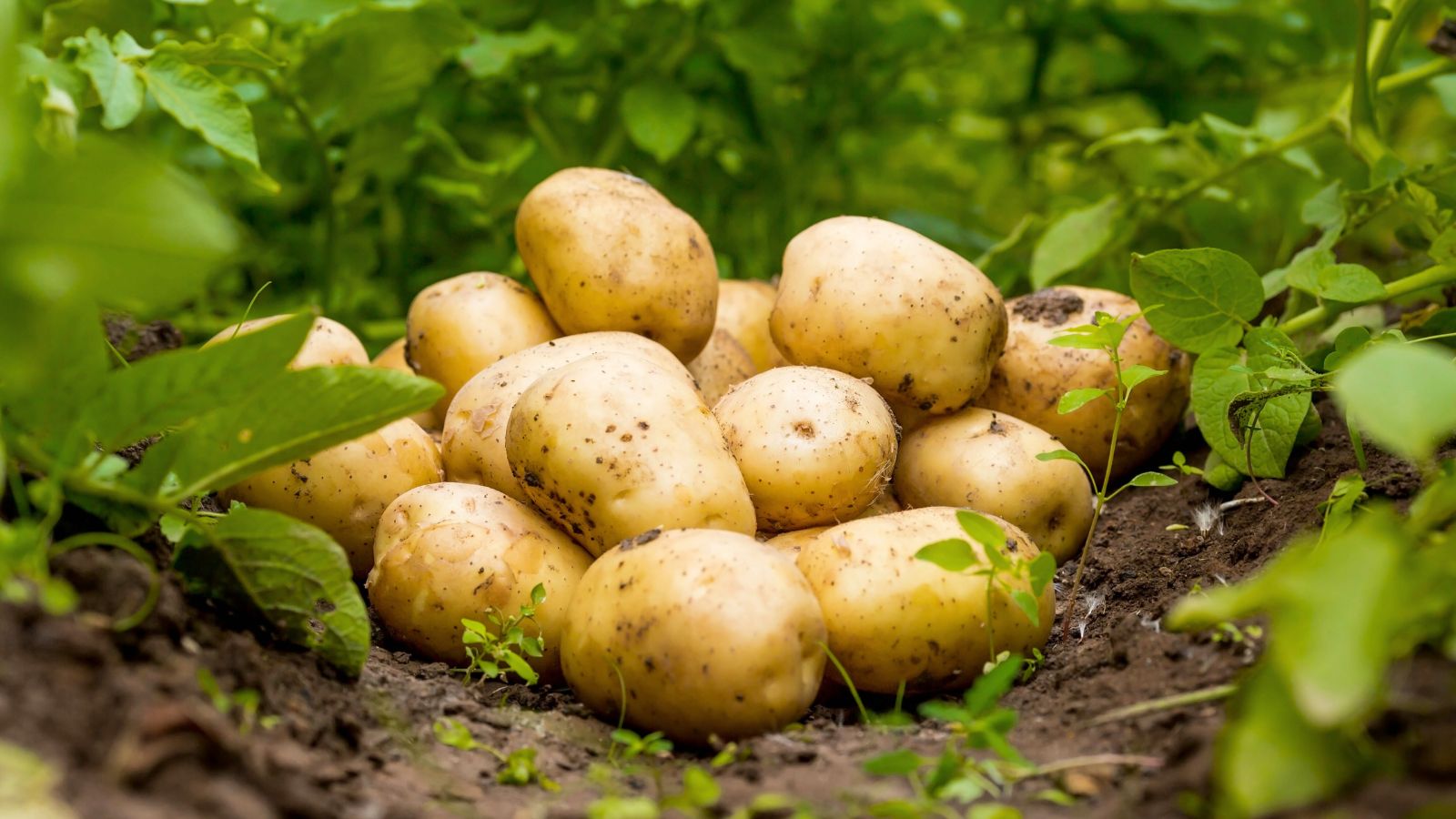 A close-up shot of a pile of freshly harvested root crops alongside its green foliage, showcasing potato growing methods