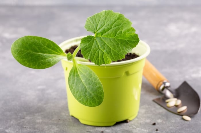 A close-up shot of a small container with a developing seedling of a gourd crop, showcasing how to grow pumpkins in pots and containers