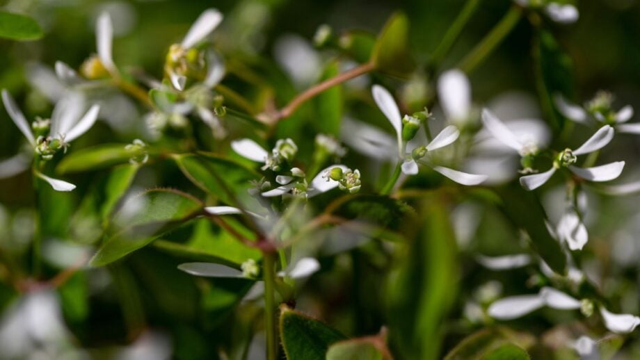 How to Plant, Grow, and Care for Diamond Frost® Euphorbia