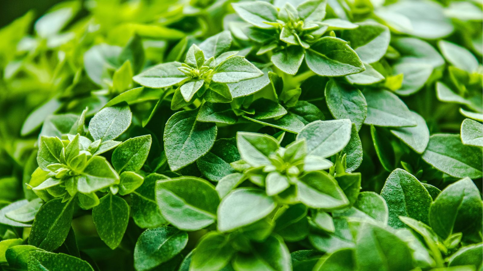 A close-up shot of compact leaves of an herb basking in bright sunlight outdoors