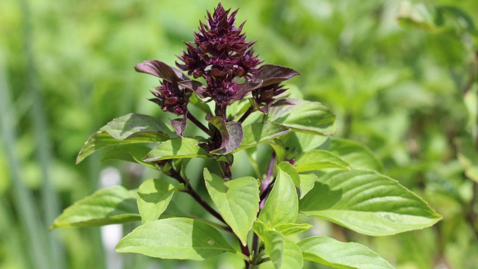 A close-up shot of dark purple colored flowers growing alongside aromatic leaves of an herb