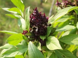 A close-up shot of dark purple flowers and aromatic leaves of the siam queen basil