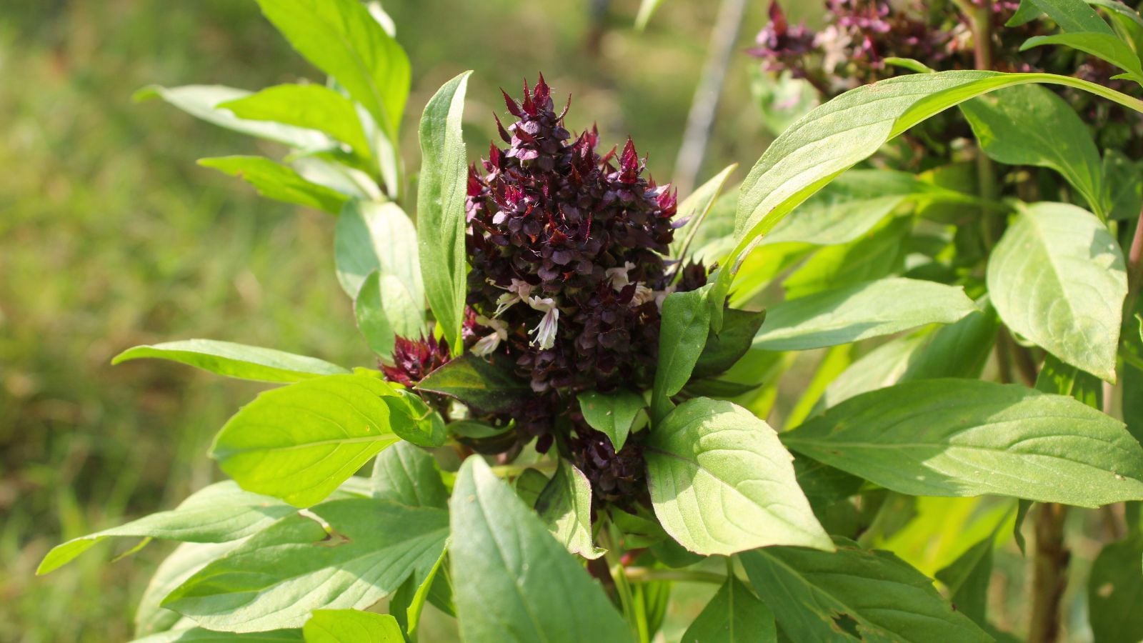 A close-up shot of dark purple flowers and aromatic leaves of the siam queen basil