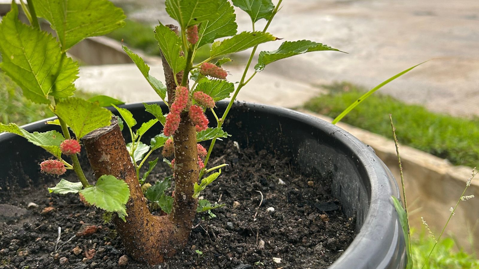 A close-up shot of developing fruits of the mulberry tree all placed in a pot in a well lit area outdoors
