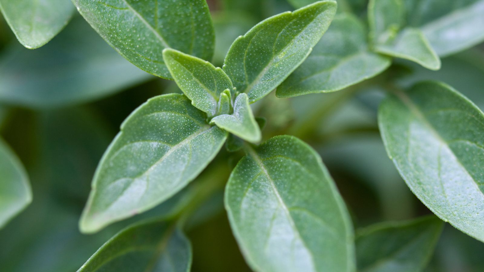 A close-up shot of green compact leaves of a dwarf variety of herb