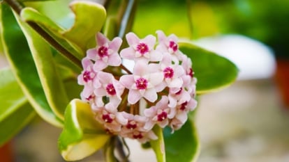 A close-up shot of pink colored clusters of flowers of a houseplant, showcasing how to get hoya to bloom