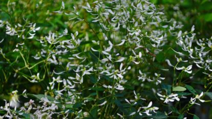 How to Plant, Grow, and Care for Diamond Frost® Euphorbia