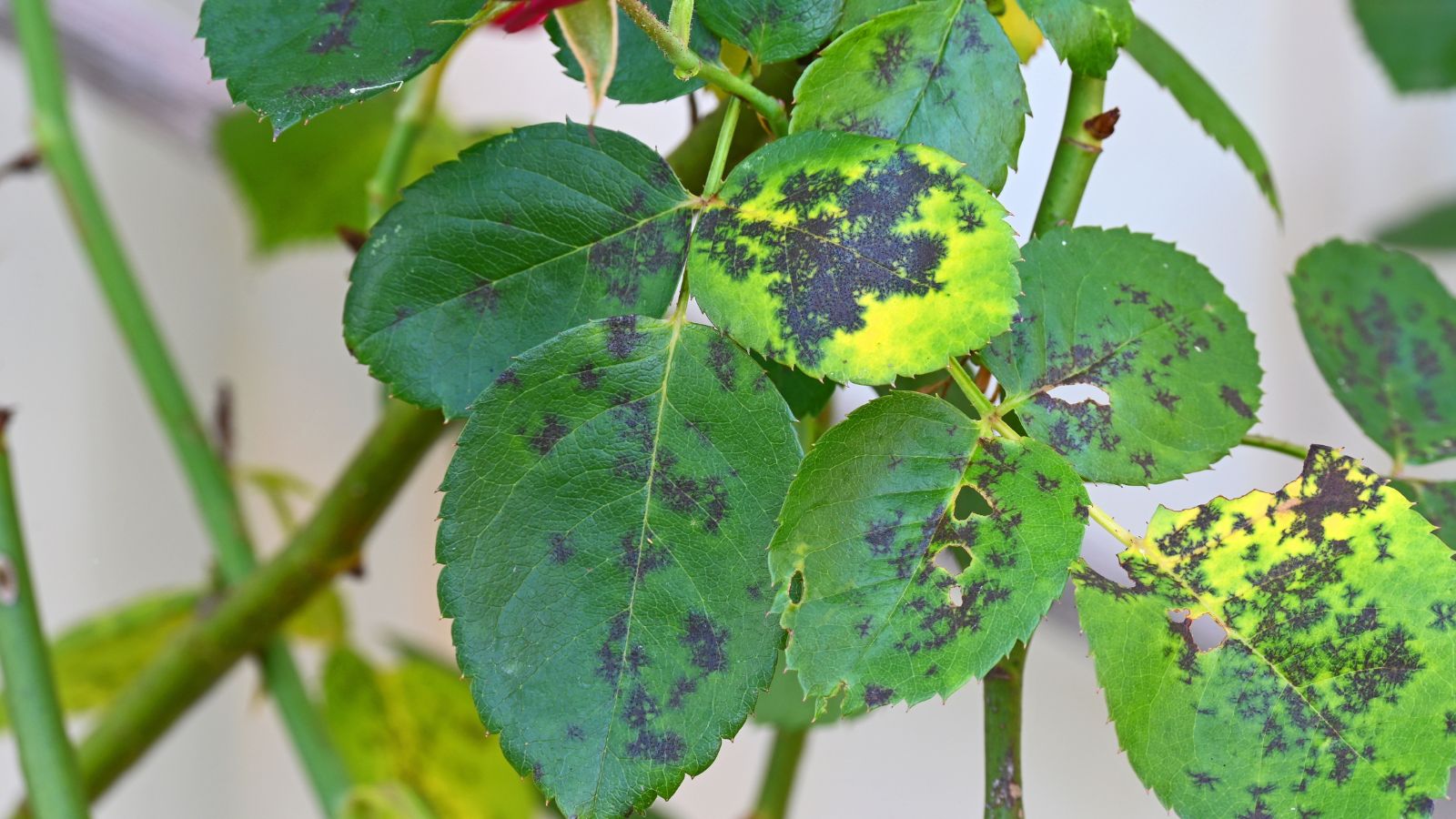 A composition of foliage of a flower, affected with black spots showcasing the severity of the damage that is spreading across the entire plant