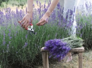 A gardener working on woody lavender plants, using a tool to cut back the bush