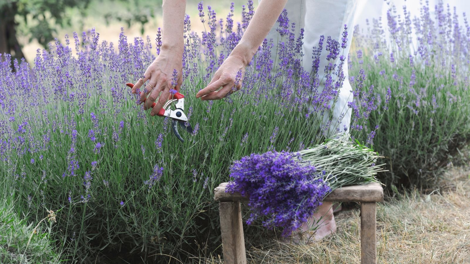 A gardener working on woody lavender plants, using a tool to cut back the bush