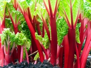 A row of several developing crops, highlighting their red stems and leafy tops, showcasing thick rhubarb stalks tips