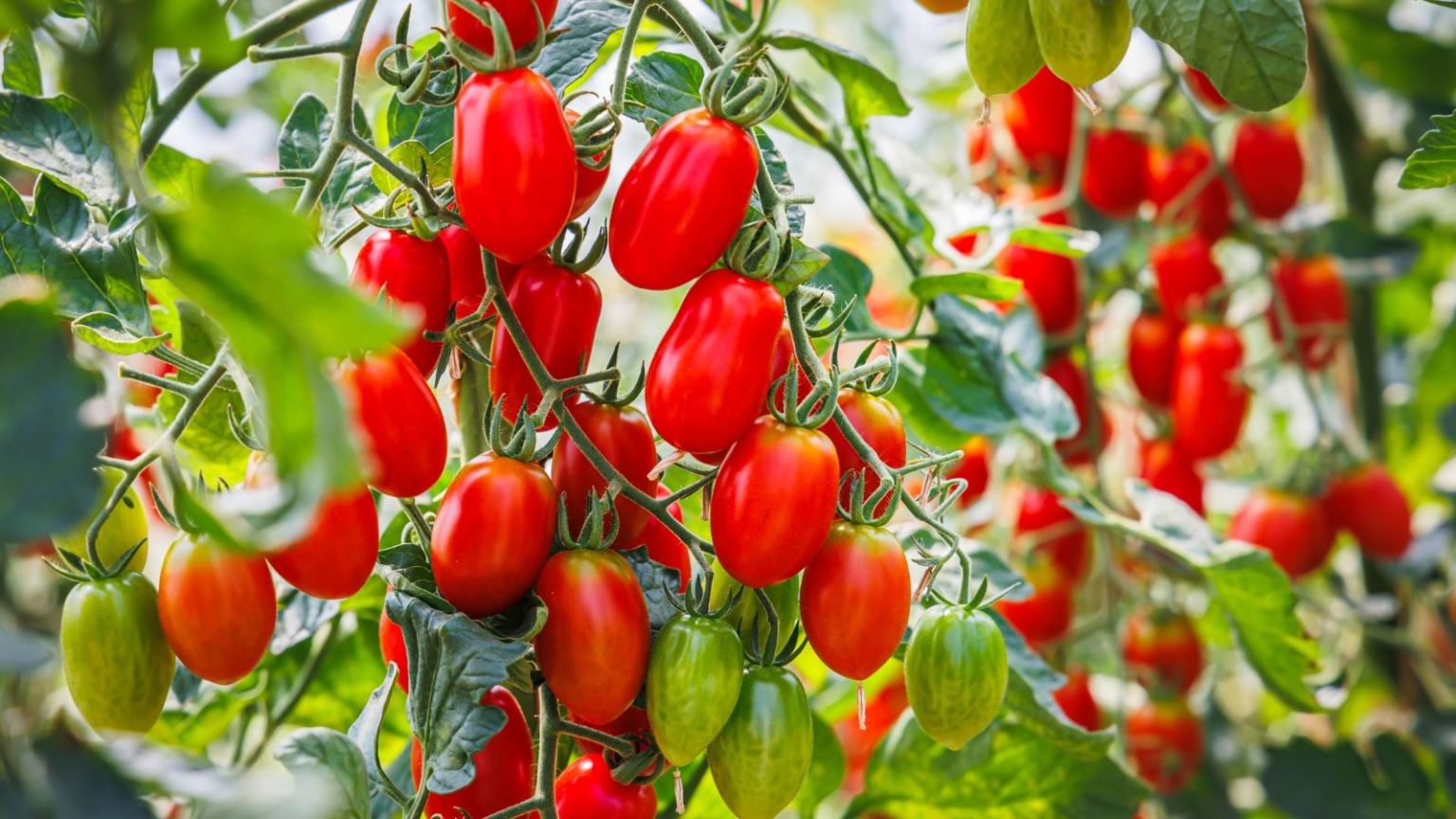 How To Plant Grow And Care For Roma Tomatoes How To Plant Grow And Care For Roma Tomatoes