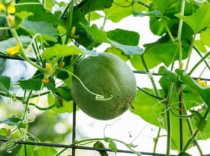 A shot of a developing and ripening green colored round fruit, showcasing grow melons on trellis