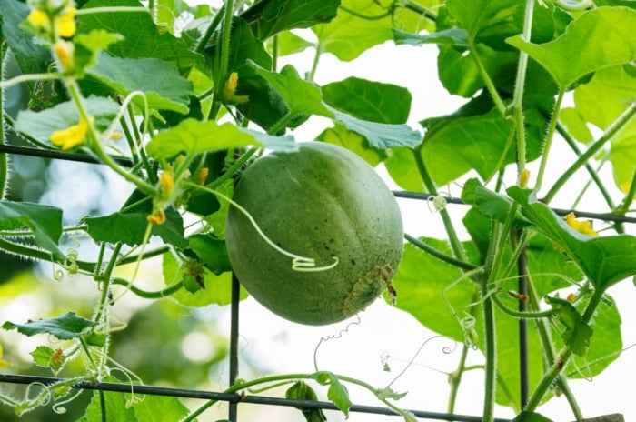 A shot of a developing and ripening green colored round fruit, showcasing grow melons on trellis