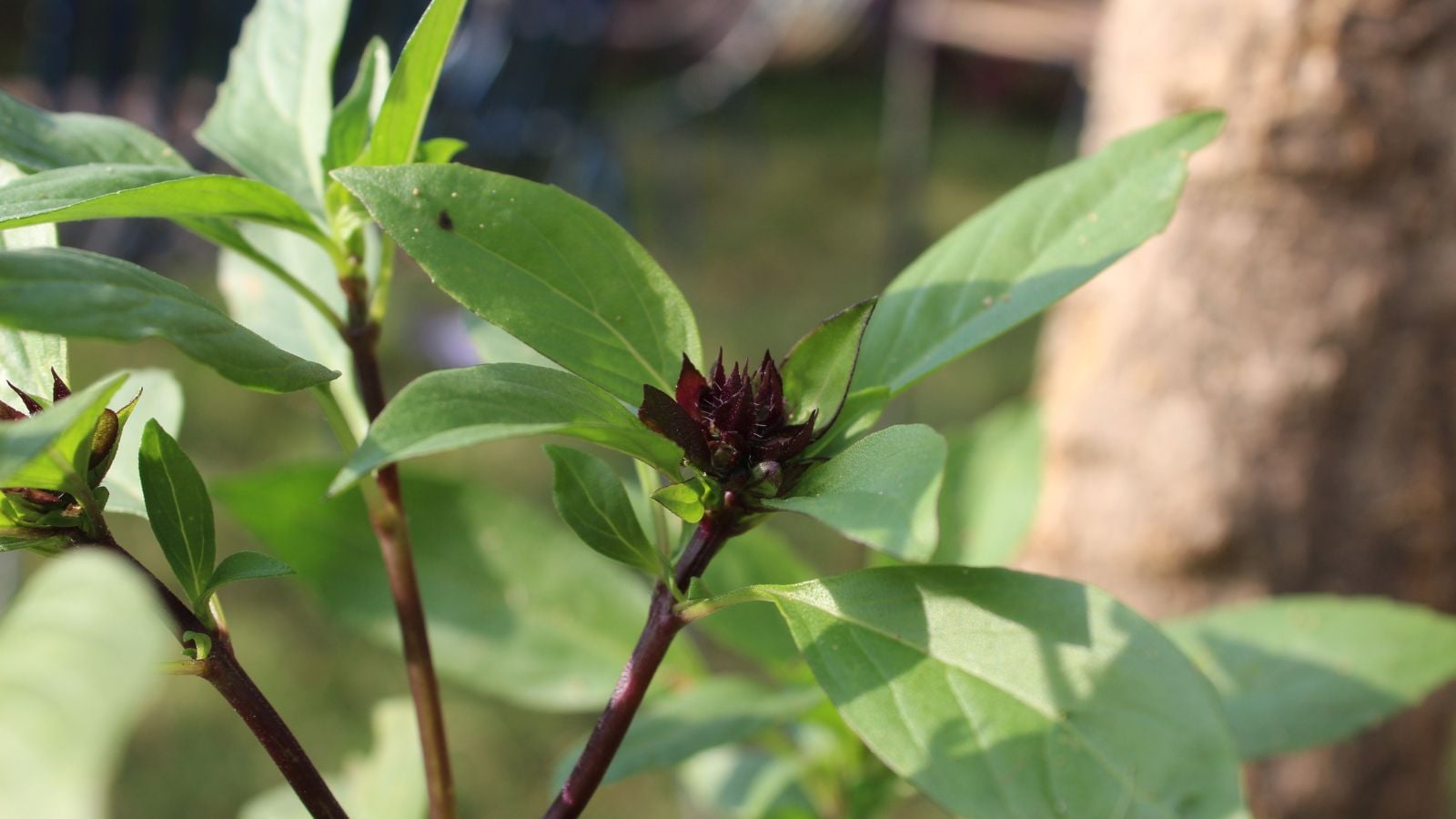 A shot of a developing aromatic herb and its flowers in a well lti area outdoors