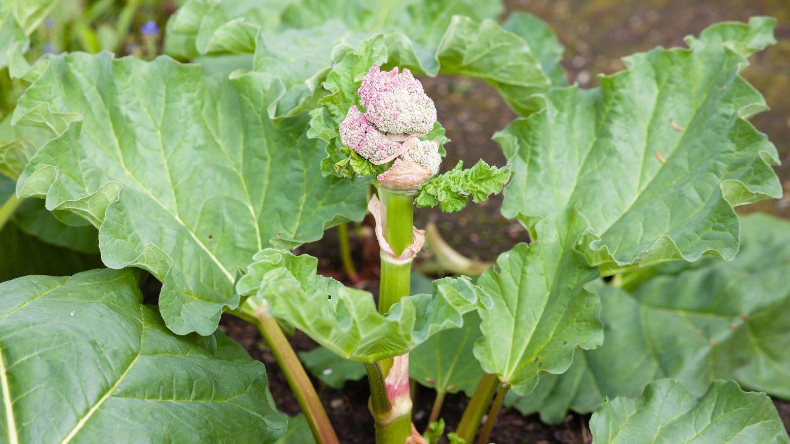 A shot of a flower of a crop, growing alongside their leaves in a well lit area outdoors