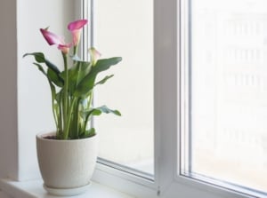 A shot of a flower placed in a container near a window, showcasing potted calla lilies